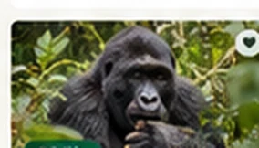 Gorilla Trekking Adventure
